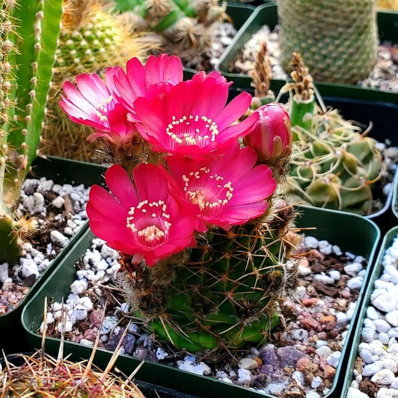 Echinopsis pentlandii var. aculeata - seeds