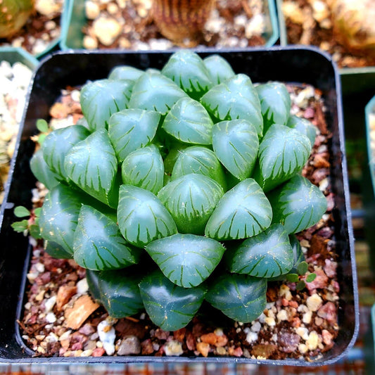 Haworthia Cooperi