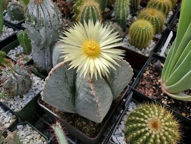 Astrophytum myriostigma - seeds