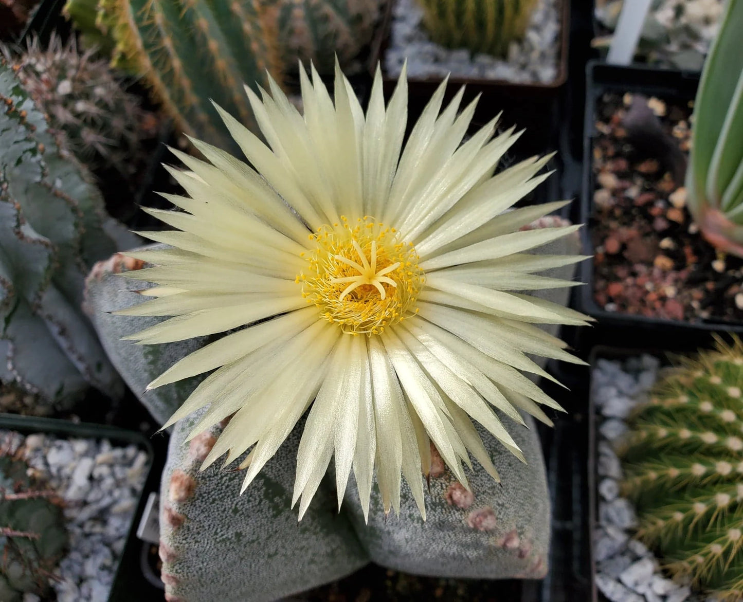 Astrophytum myriostigma - seeds