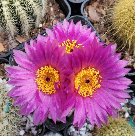 Notocactus uebelmannianus - seeds