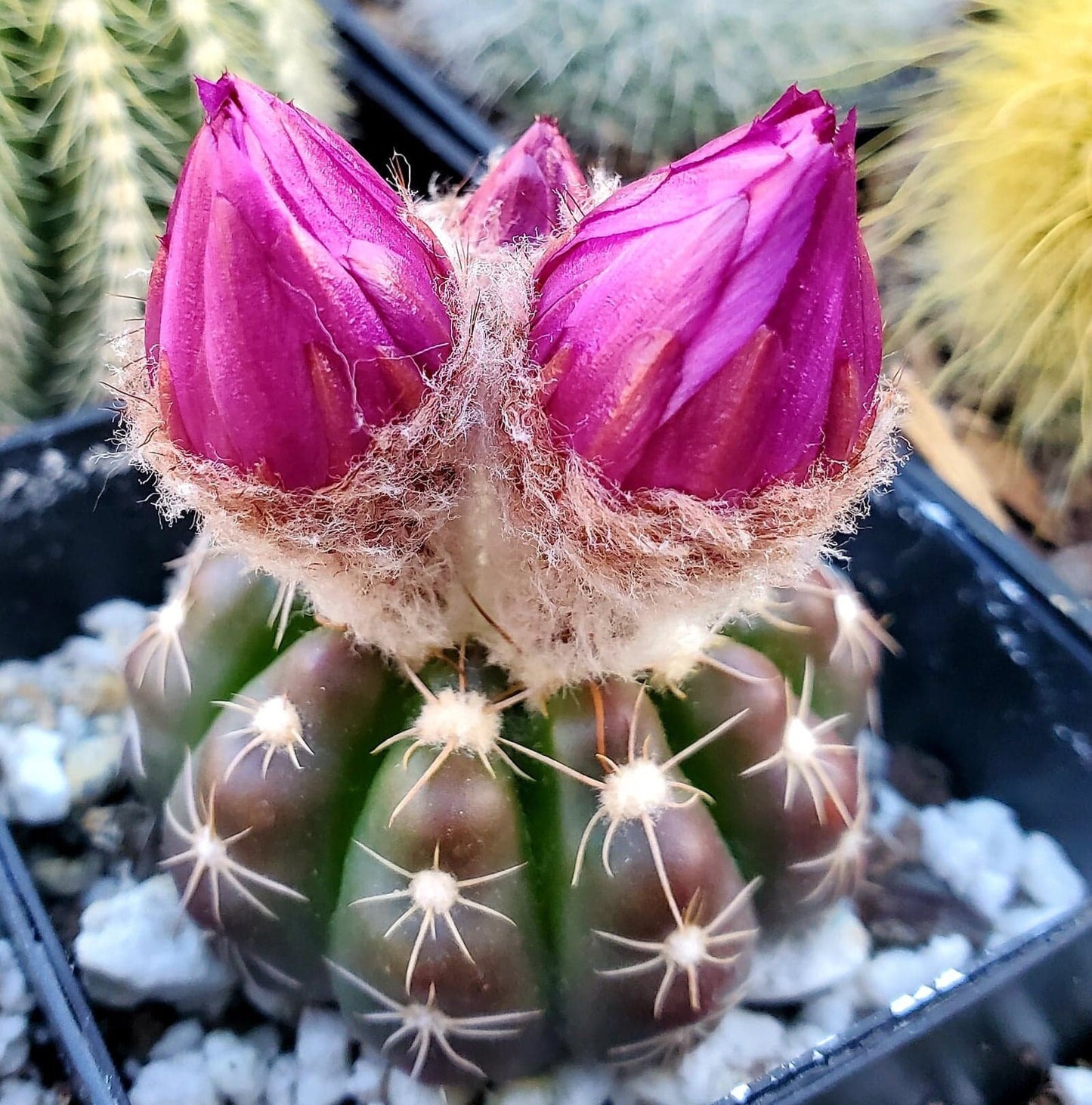 Notocactus uebelmannianus - seeds