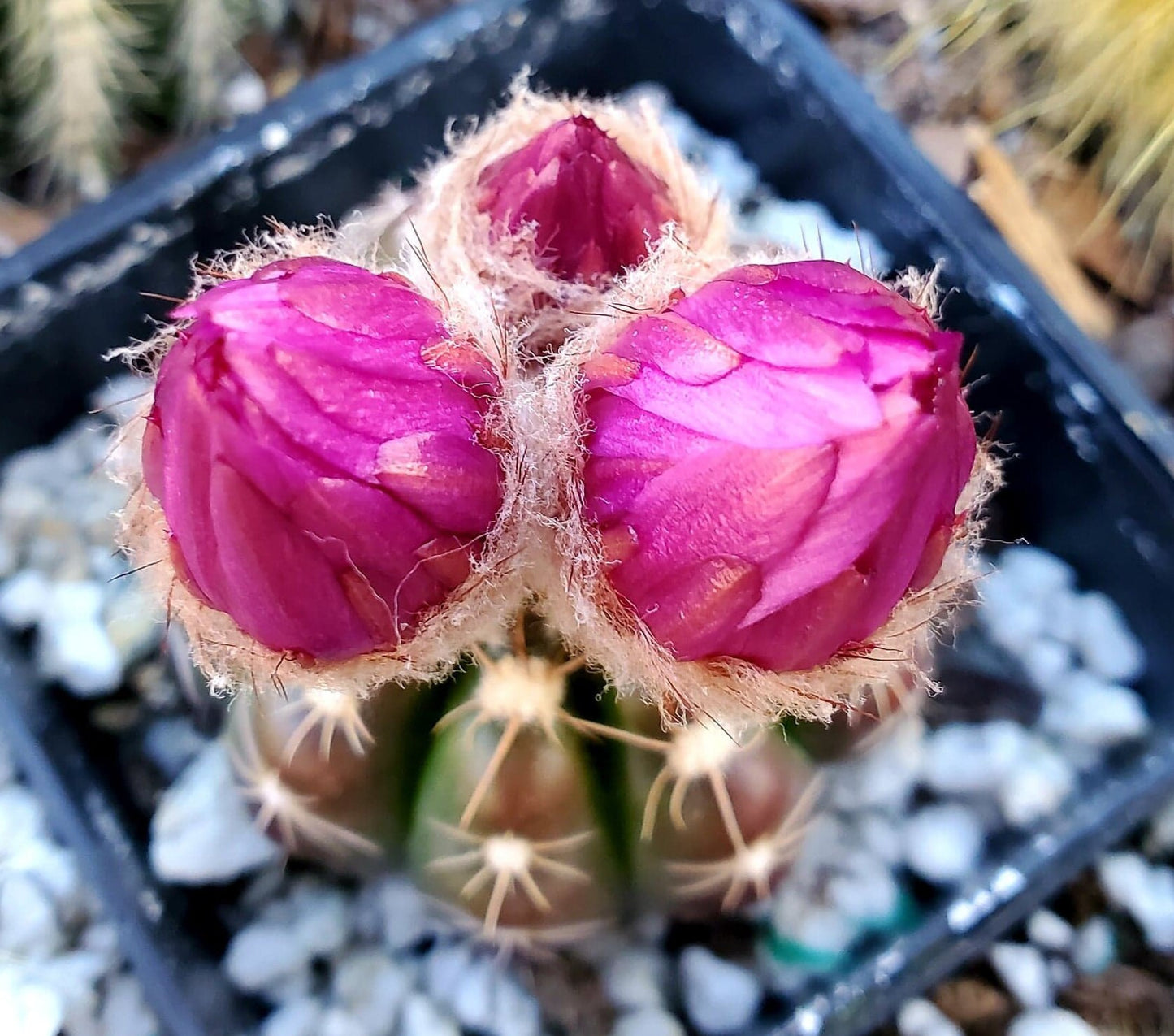 Notocactus uebelmannianus - seeds