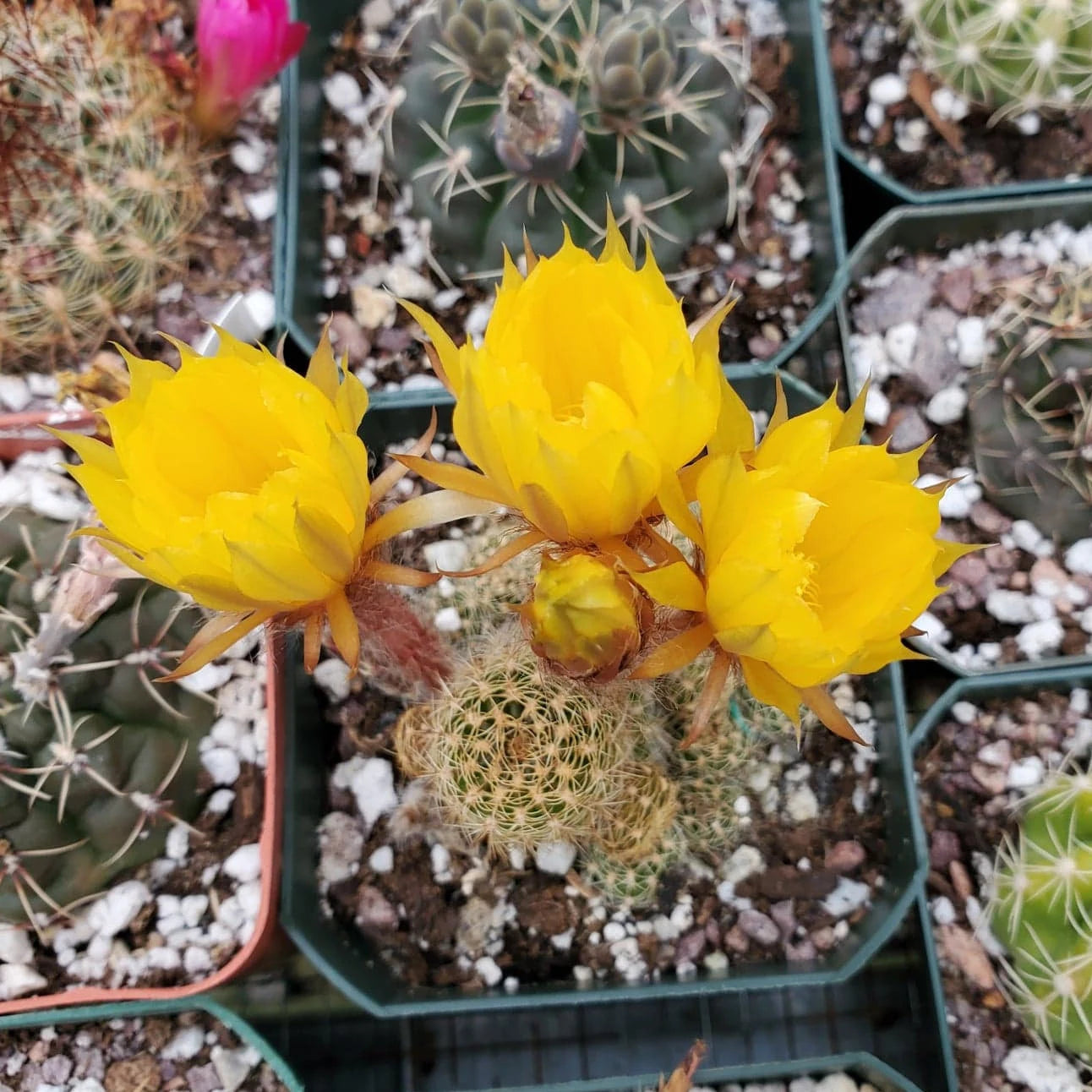 Echinopsis ancistrophora subs. arachnacantha - (15 seeds)