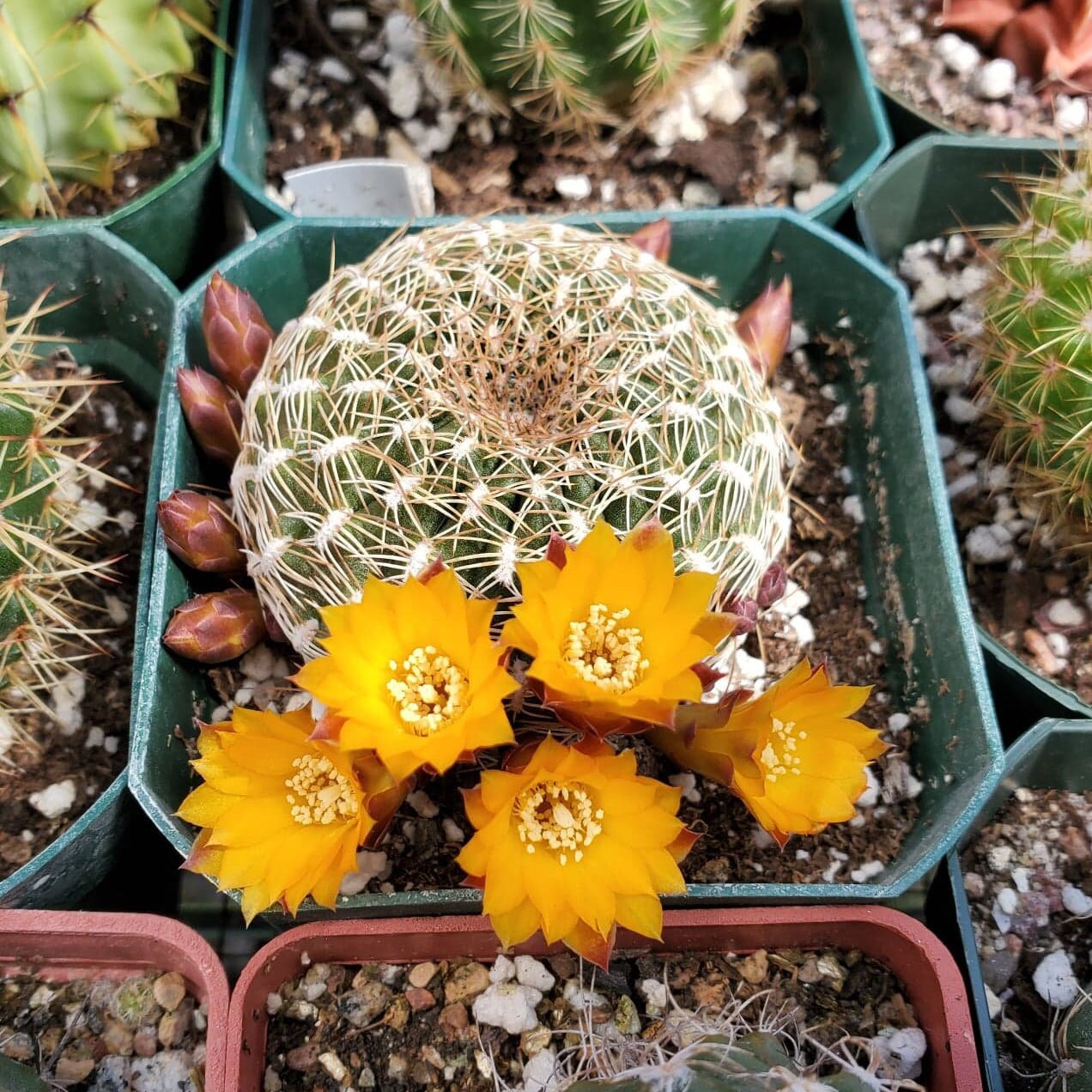 Sulcorebutia arenacea | rebutia arenacea (15 seeds)