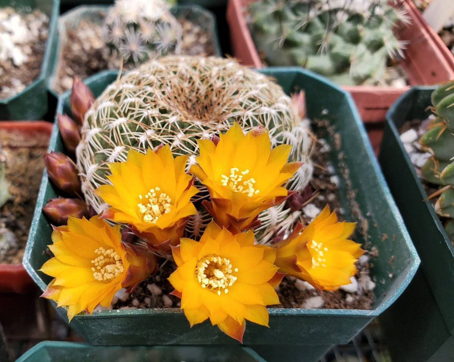 Sulcorebutia arenacea | rebutia arenacea (15 seeds)