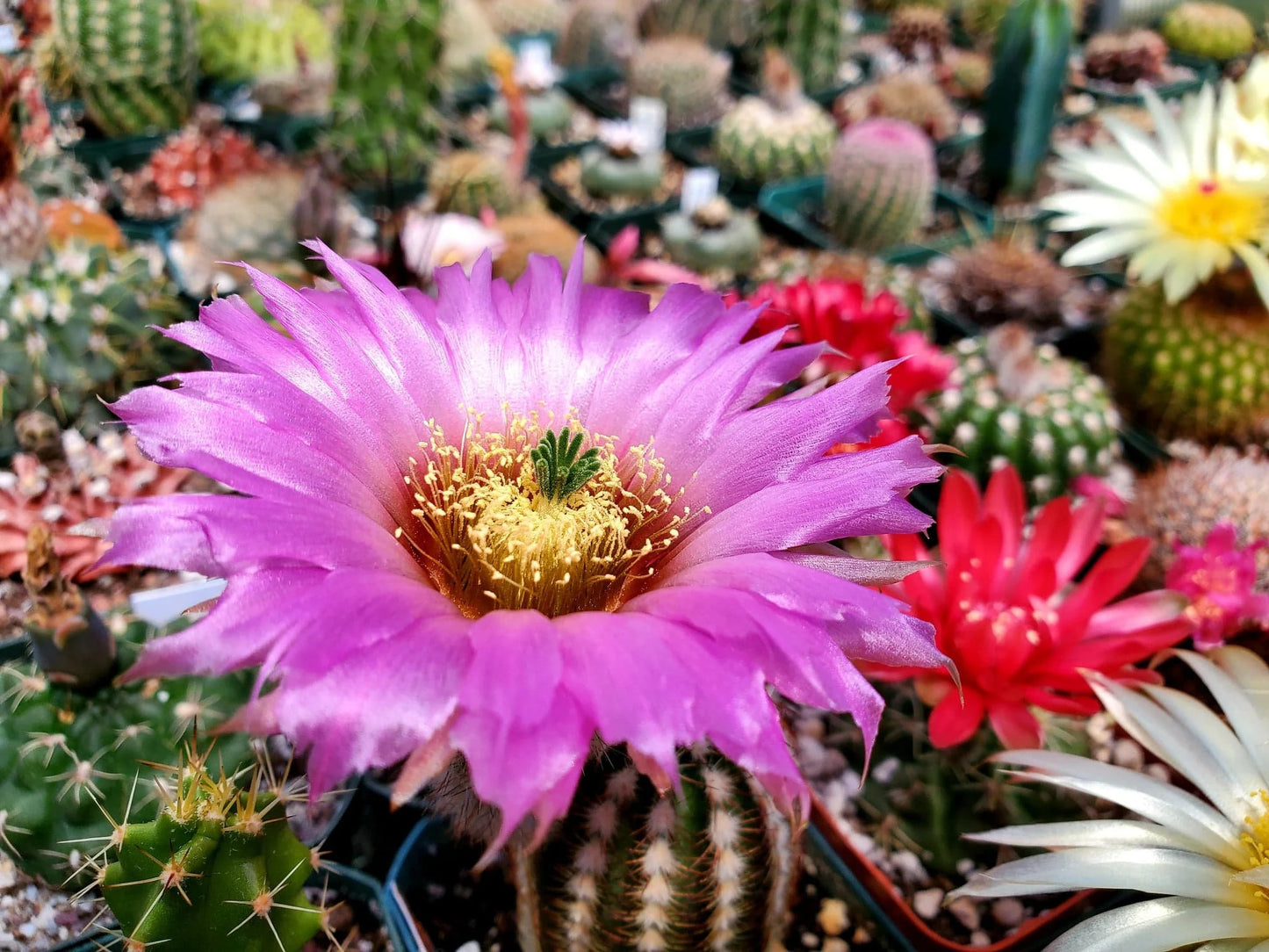 Echinocereus reichenbachii var. albertii (15 seeds)