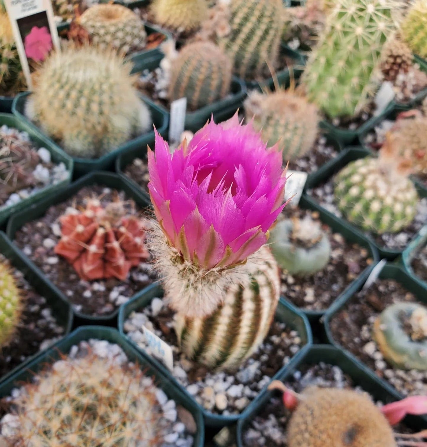 Echinocereus reichenbachii var. albertii (15 seeds)