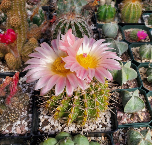 Notocactus roseoluteus | Notocactus herteri f. roseoluteus