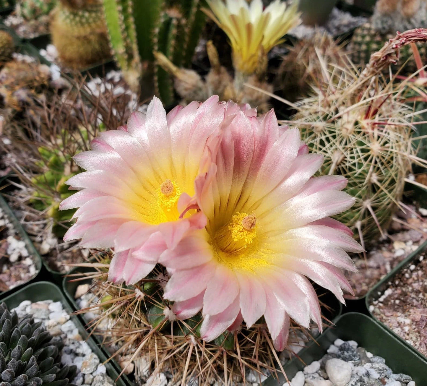 Notocactus roseoluteus | Notocactus herteri f. roseoluteus