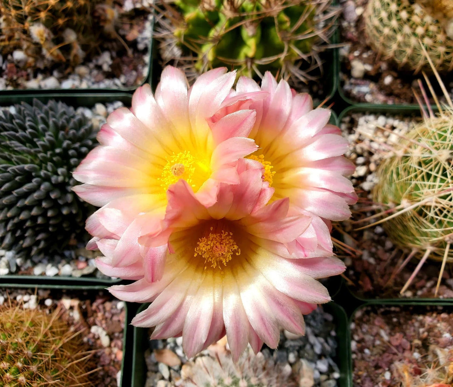 Notocactus roseoluteus | Notocactus herteri f. roseoluteus