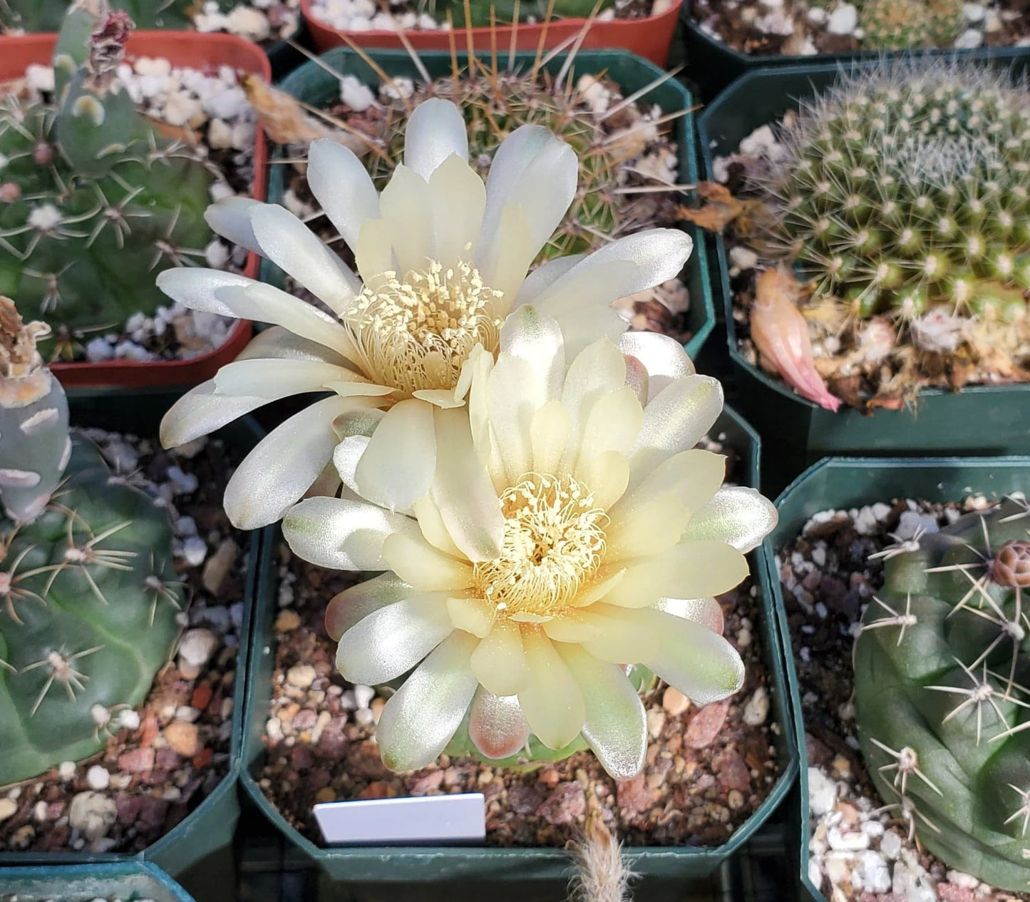 Gymnocalycium baldianum - seeds