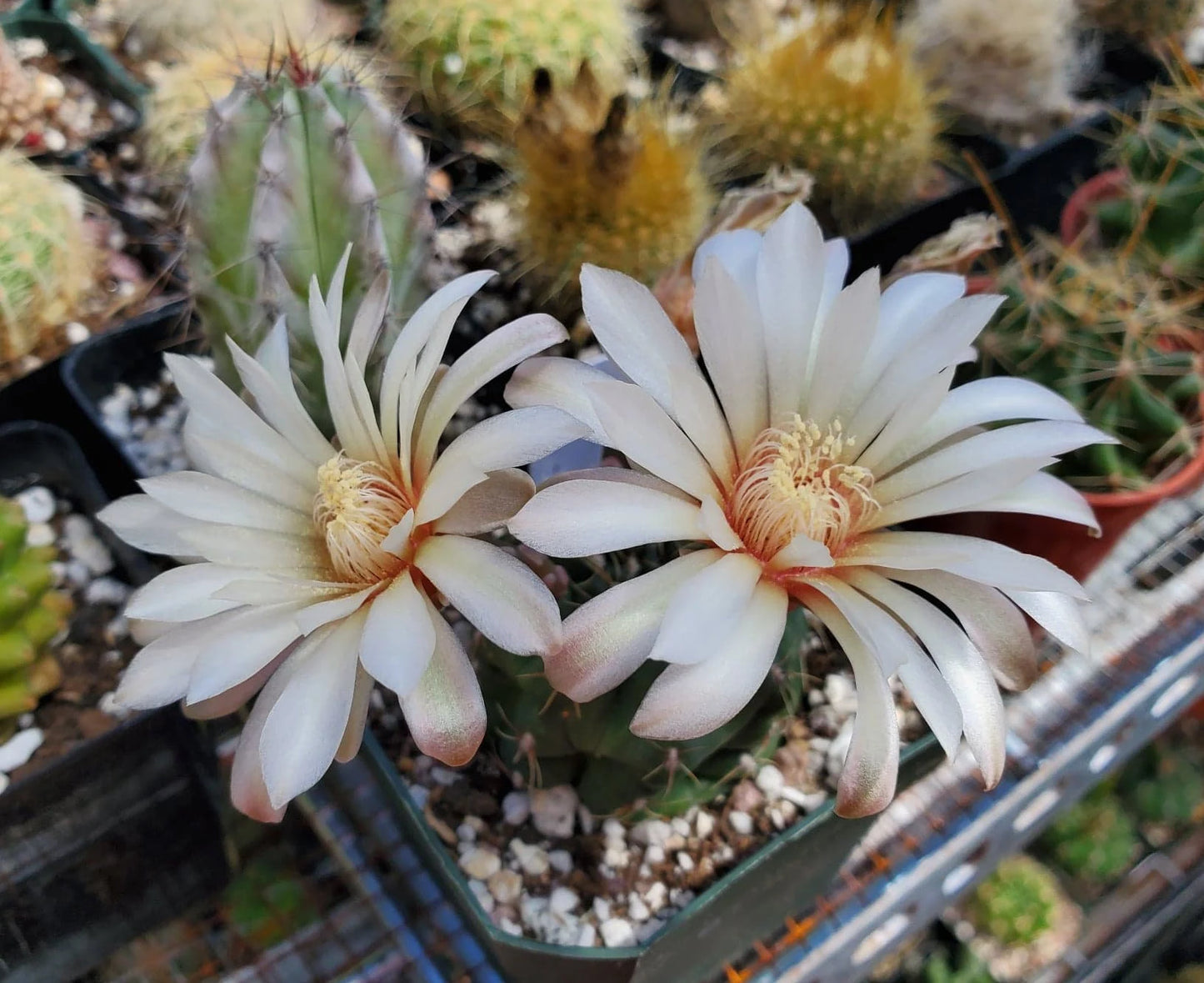 Gymnocalycium baldianum - seeds