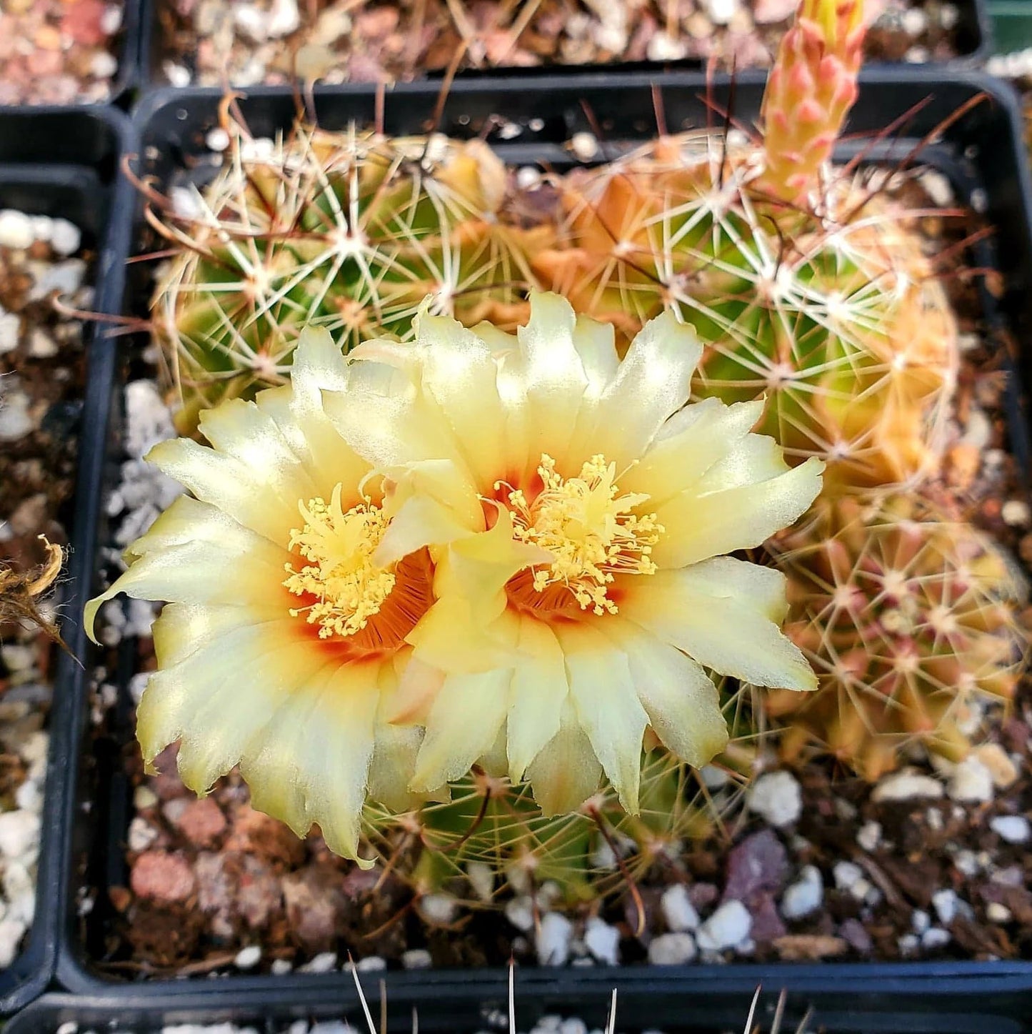 Thelocactus setispinus (15 seeds)