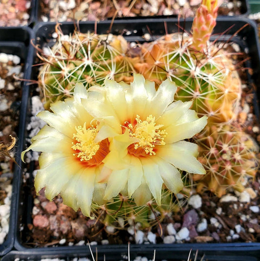 Thelocactus setispinus (15 seeds)