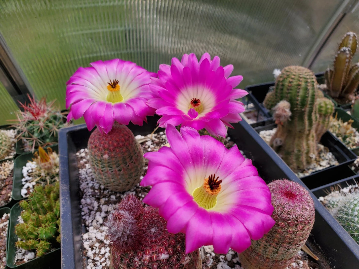 Echinocereus rigidissimus var.rubispinus | Rainbow Cactus (seeds)