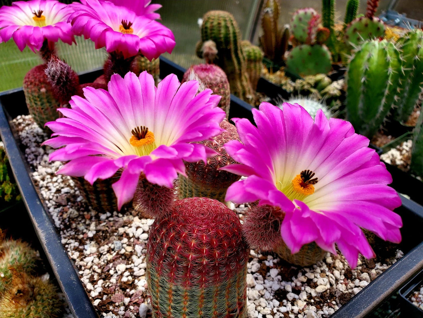 Echinocereus rigidissimus var.rubispinus | Rainbow Cactus (seeds)