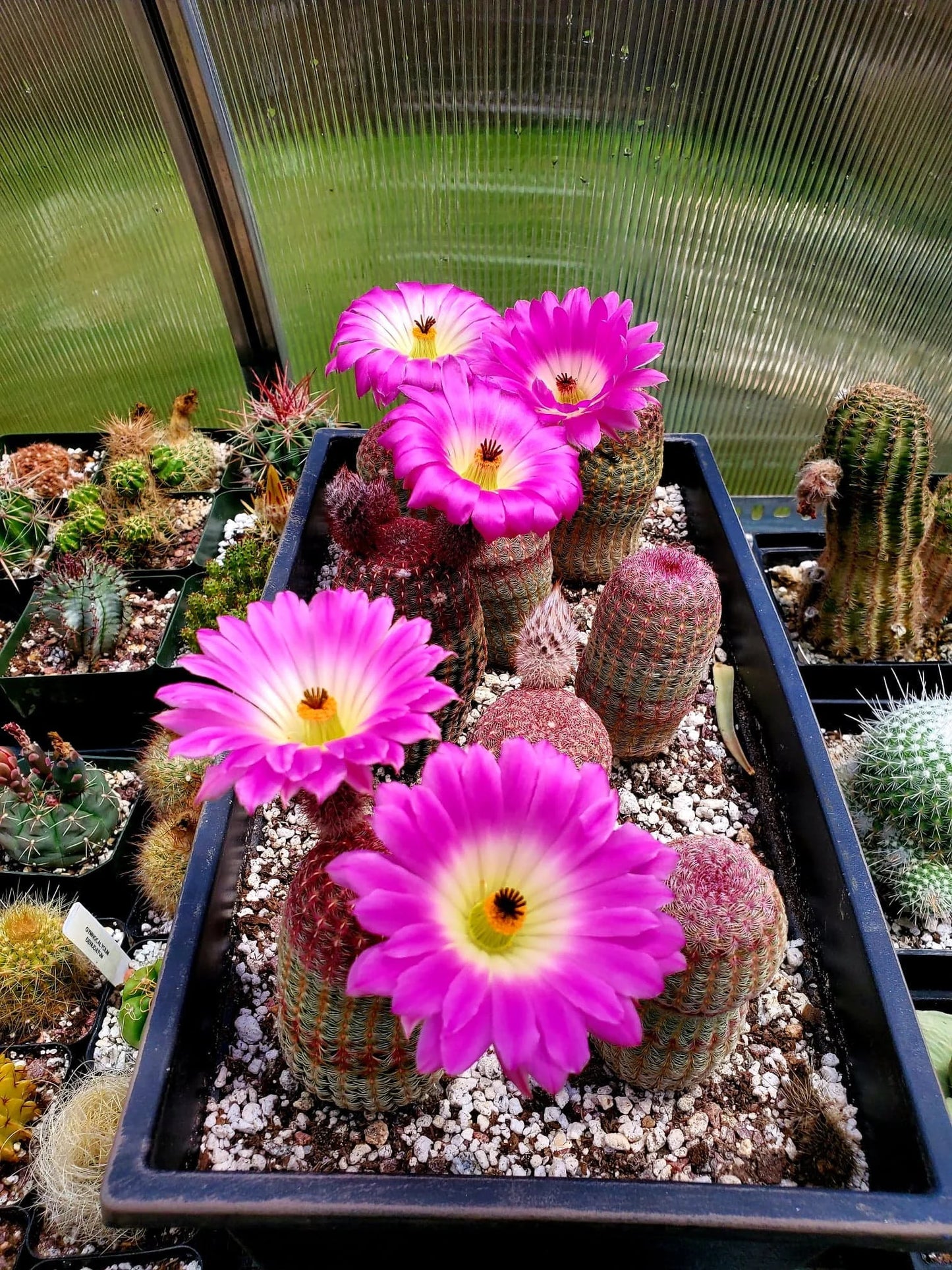 Echinocereus rigidissimus var.rubispinus | Rainbow Cactus (seeds)