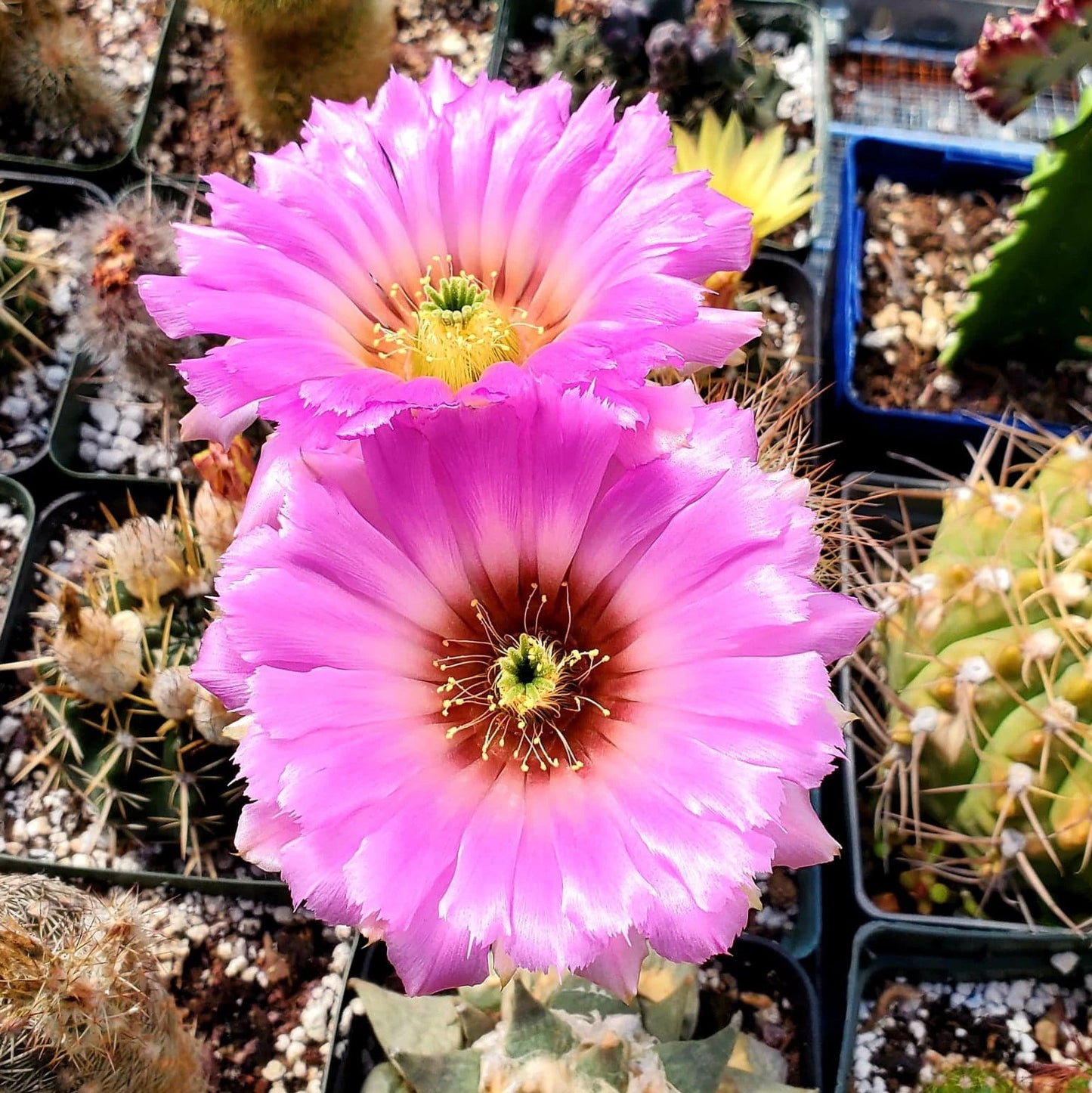 Mix Cacti Seeds