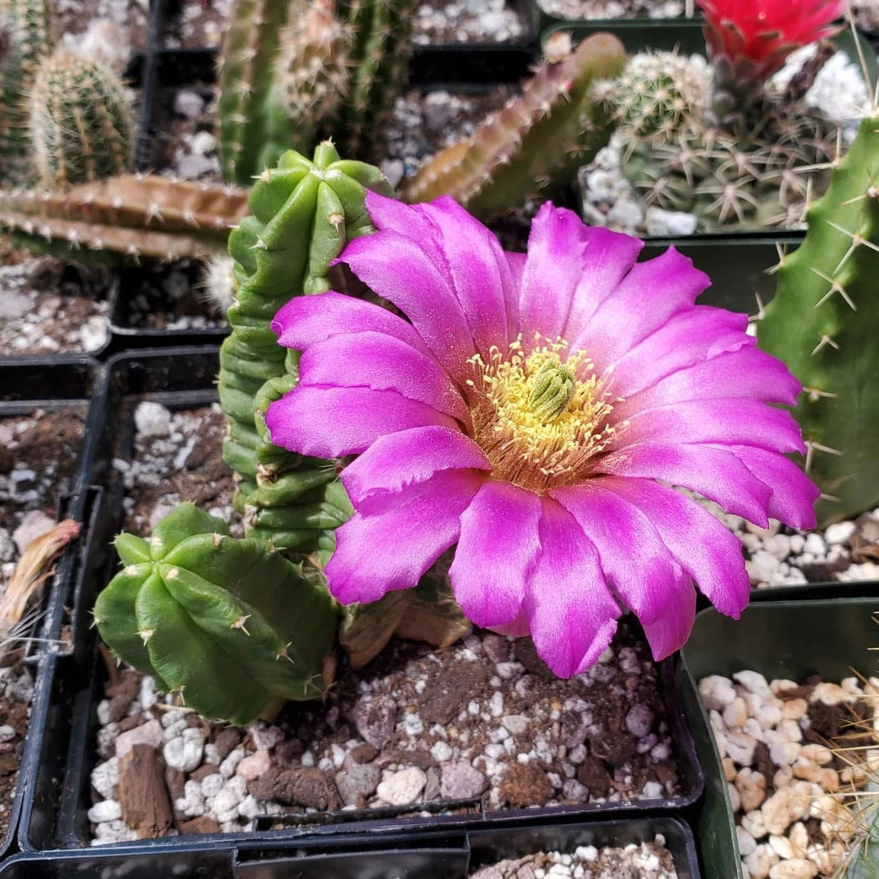 Mix Cacti Seeds