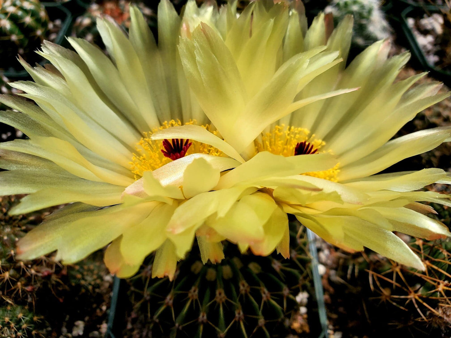 Parodia buiningii - seeds