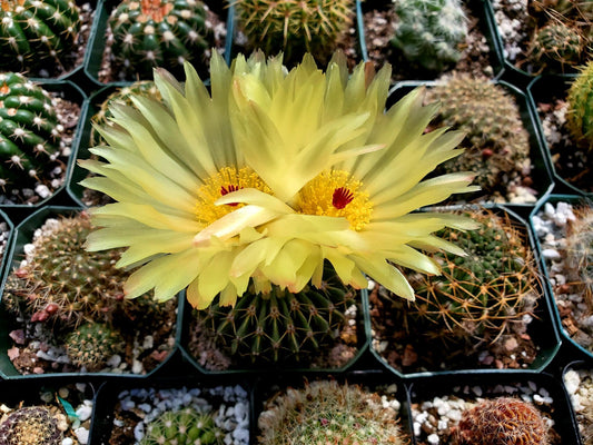 Parodia buiningii - seeds