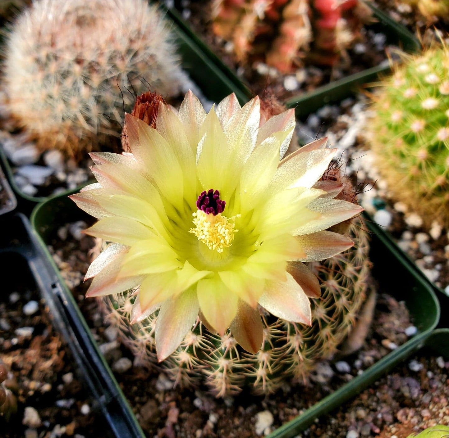 Parodia concinna var. eremiticus - seeds