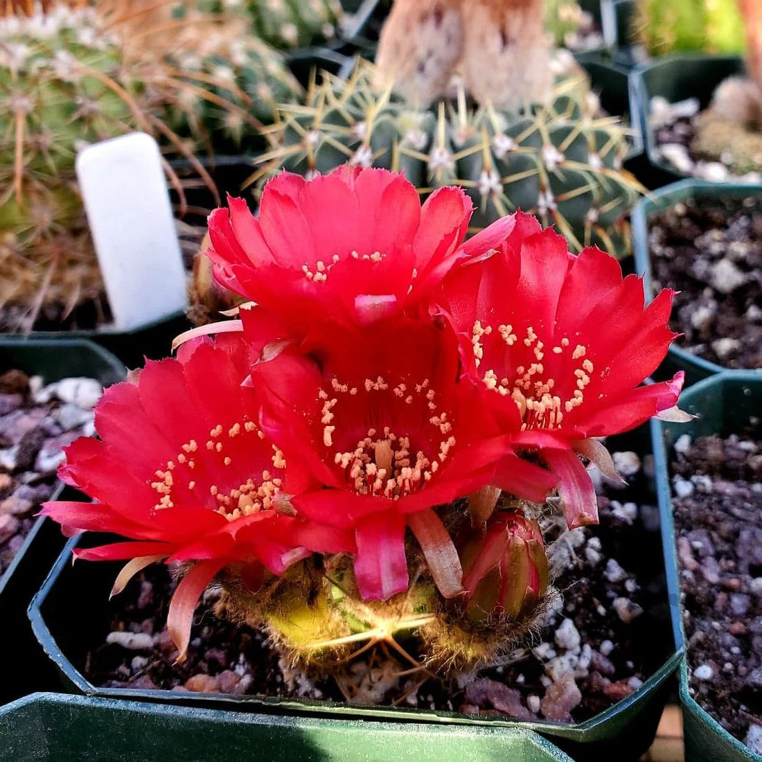 Echinopsis pentlandii var. aculeata - seeds