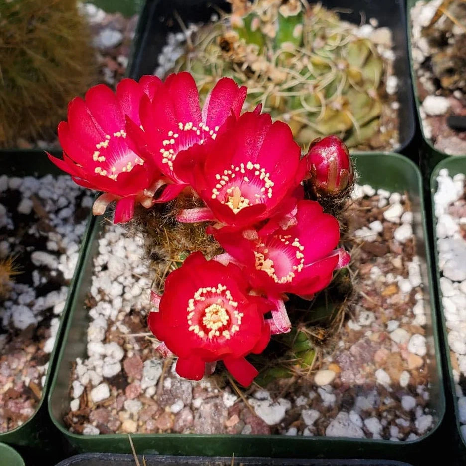 Echinopsis pentlandii var. aculeata - seeds