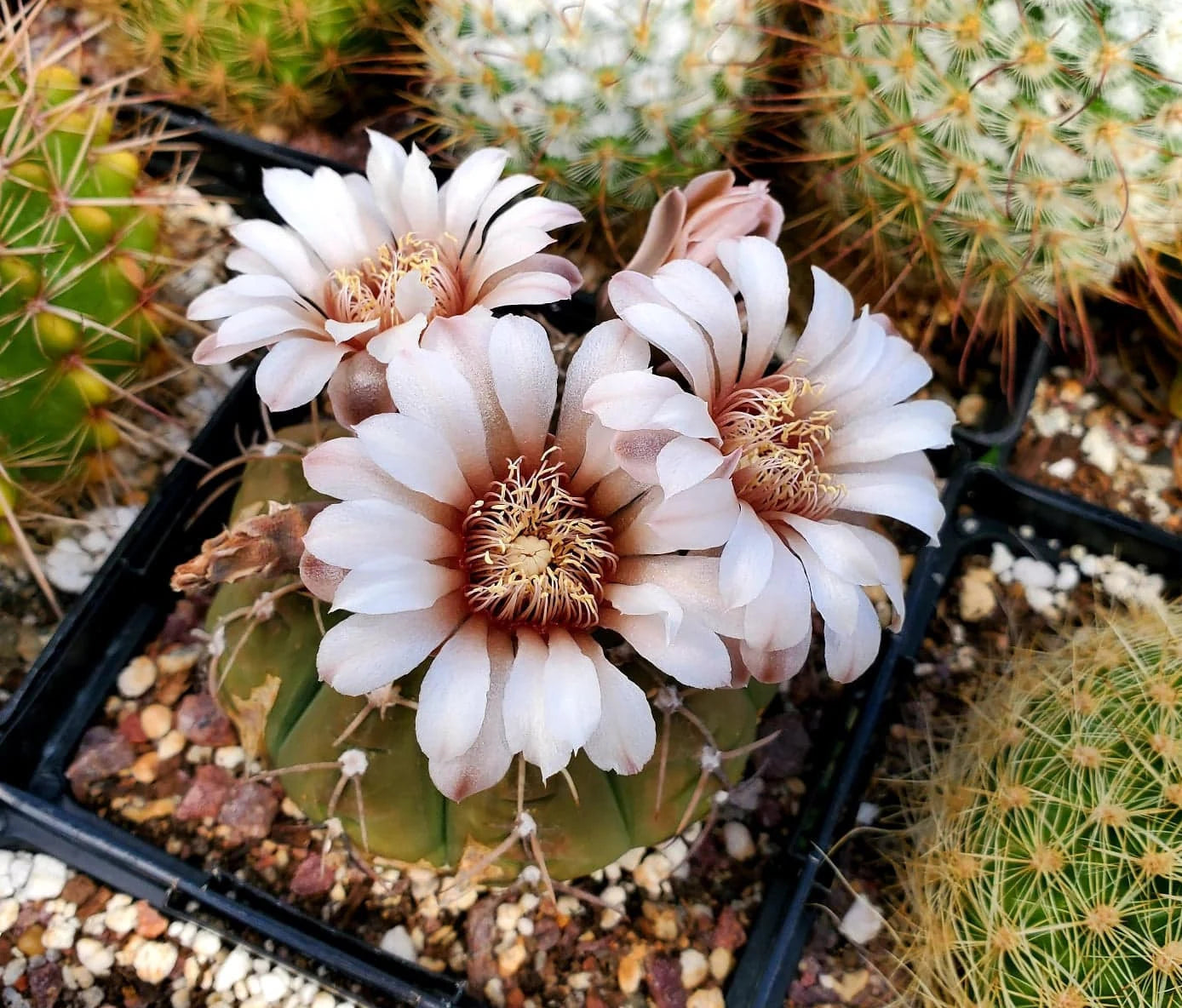 Gymnocalycium triacanthum (15 seeds)