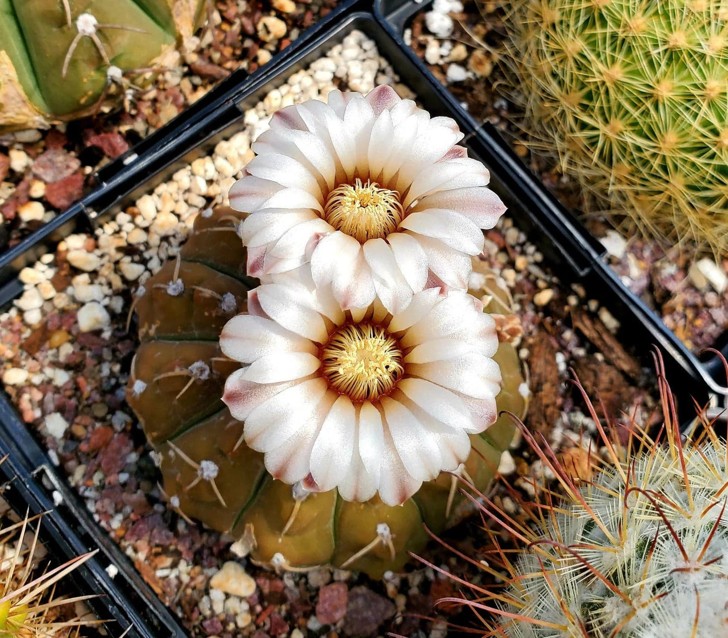 Gymnocalycium triacanthum (15 seeds)