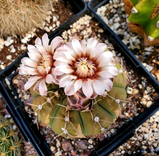 Gymnocalycium triacanthum (15 seeds)