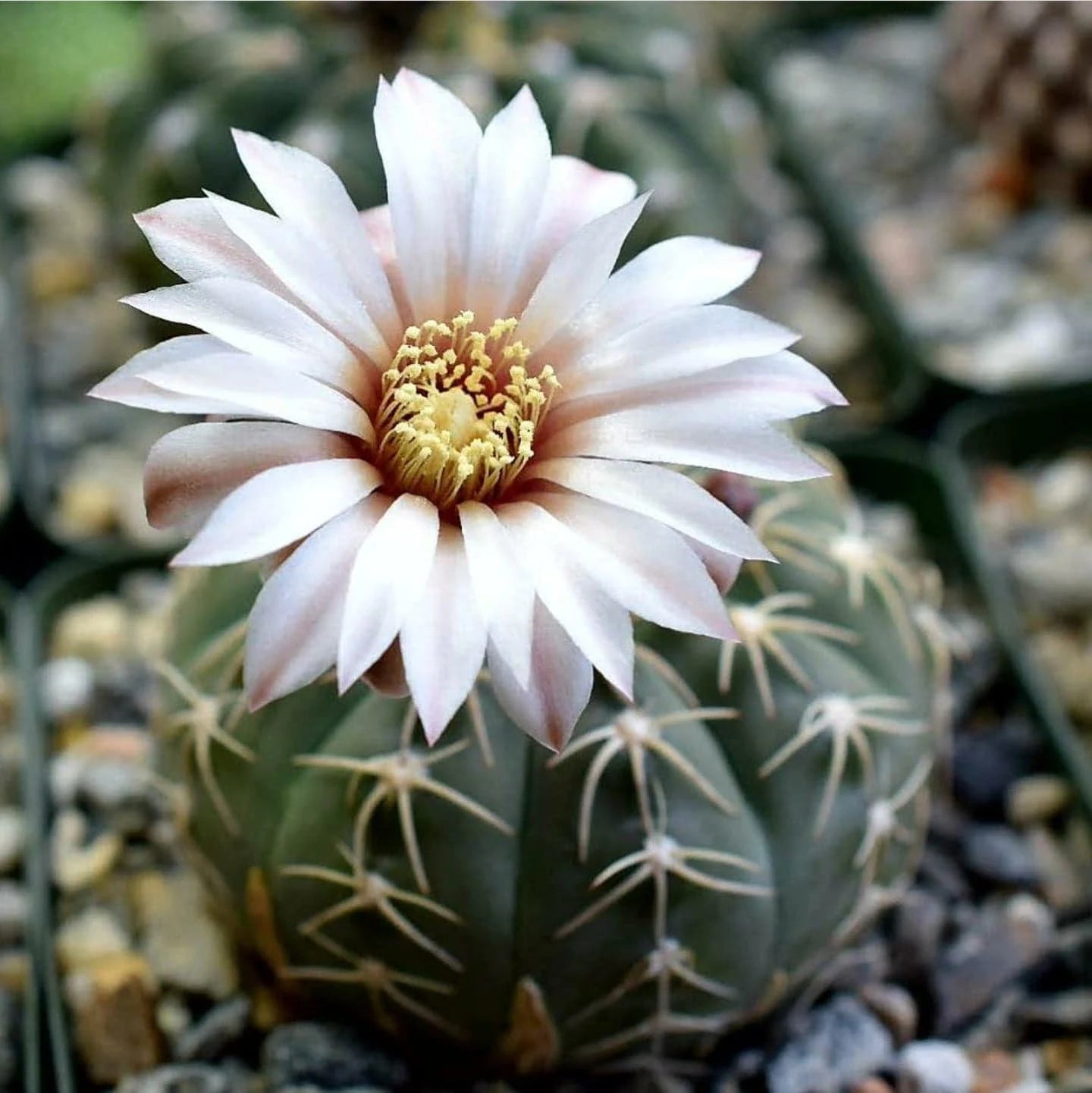 Gymnocalycium triacanthum (15 seeds)