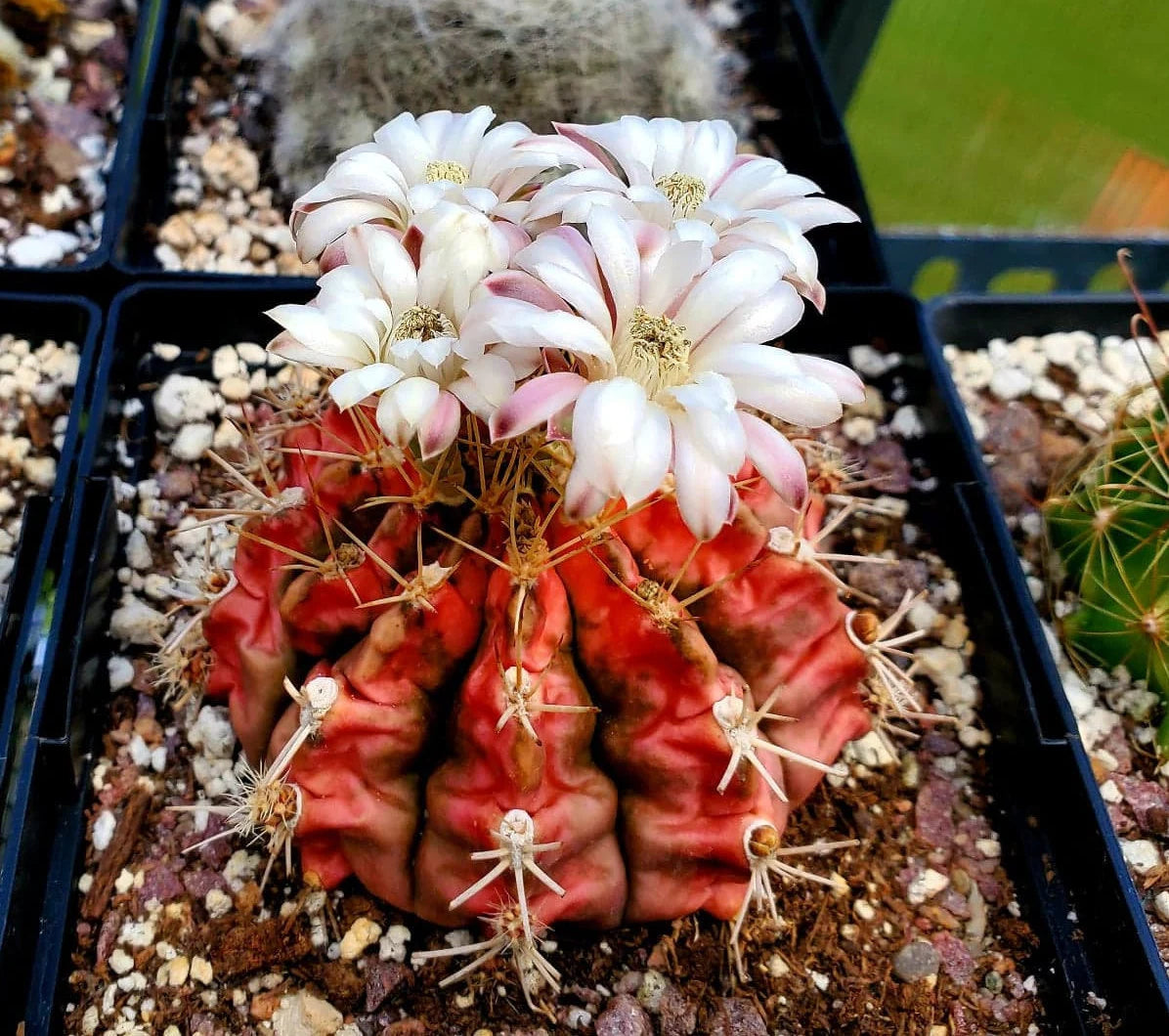 Gymnocalycium mihanovichii variegata (15 seeds)