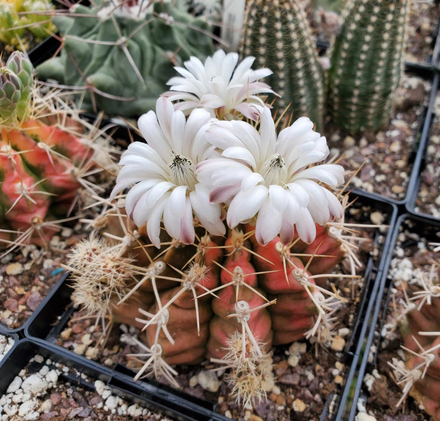 Gymnocalycium mihanovichii variegata (15 seeds)