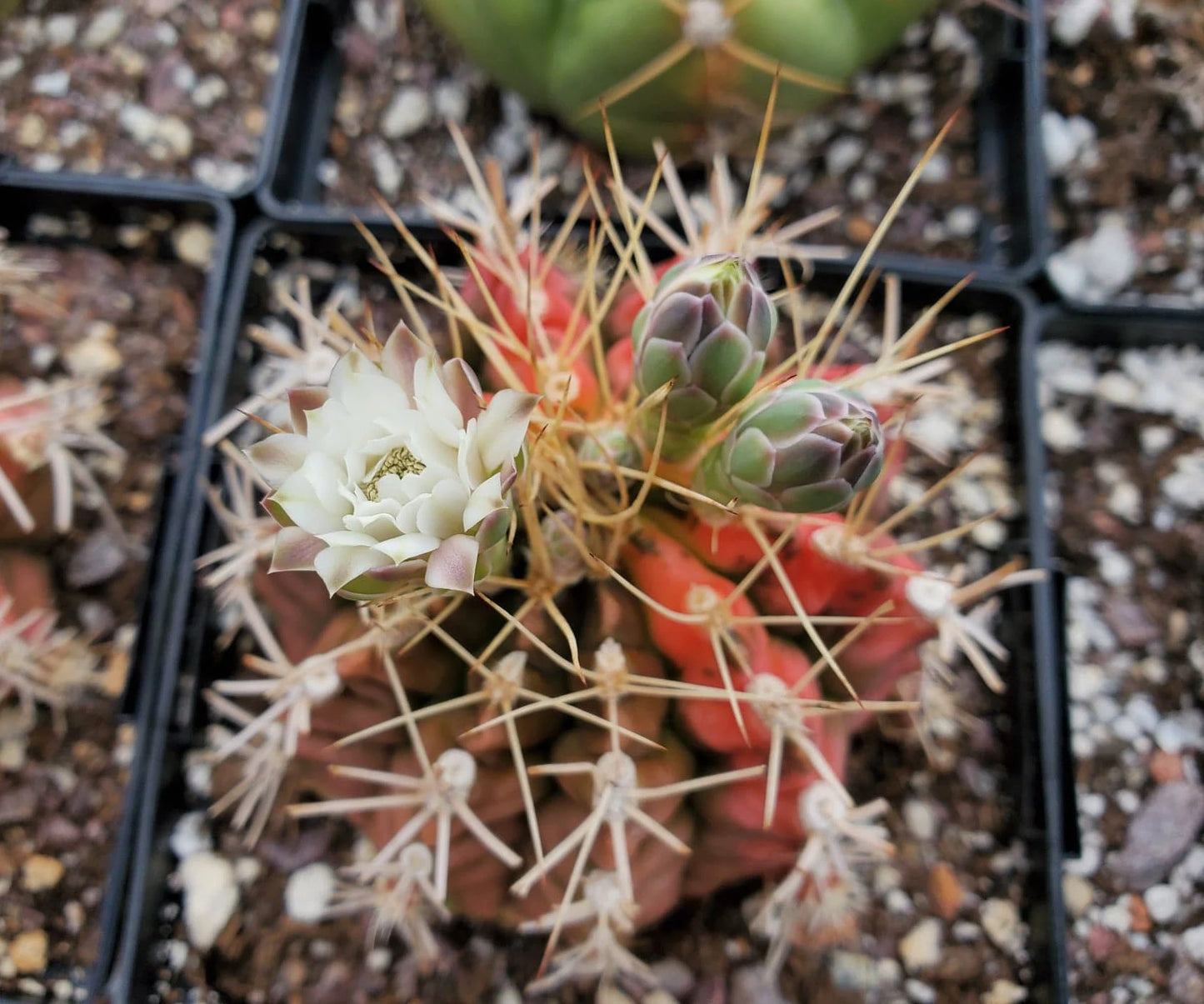 Gymnocalycium mihanovichii variegata (15 seeds)