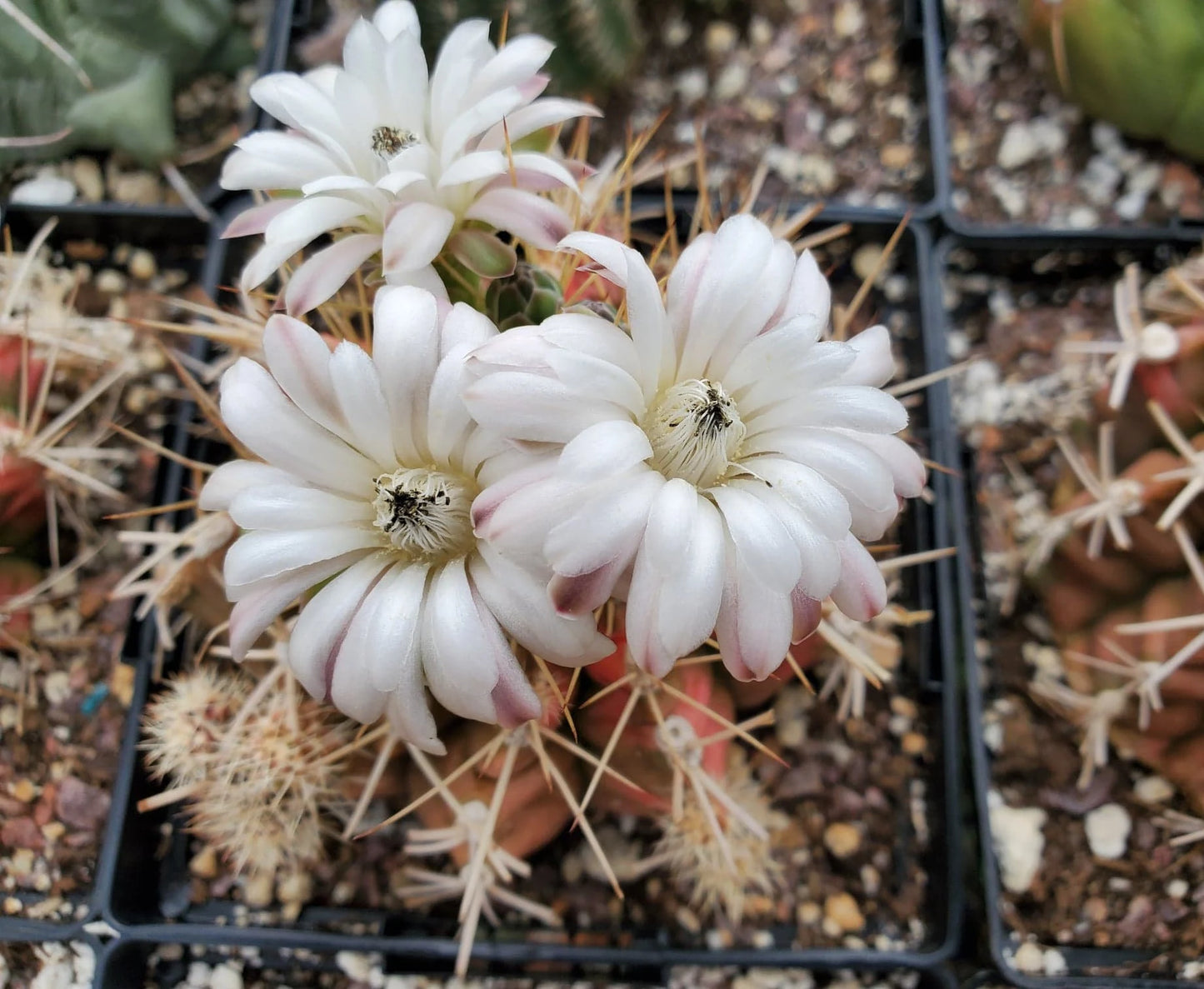 Gymnocalycium mihanovichii variegata (15 seeds)