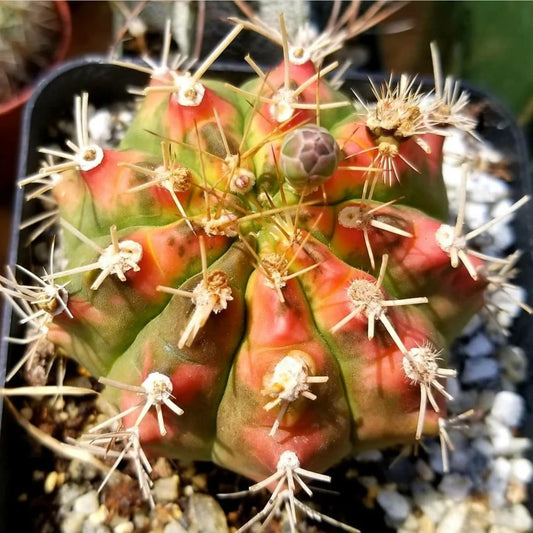 Gymnocalycium mihanovichii variegata (15 seeds)