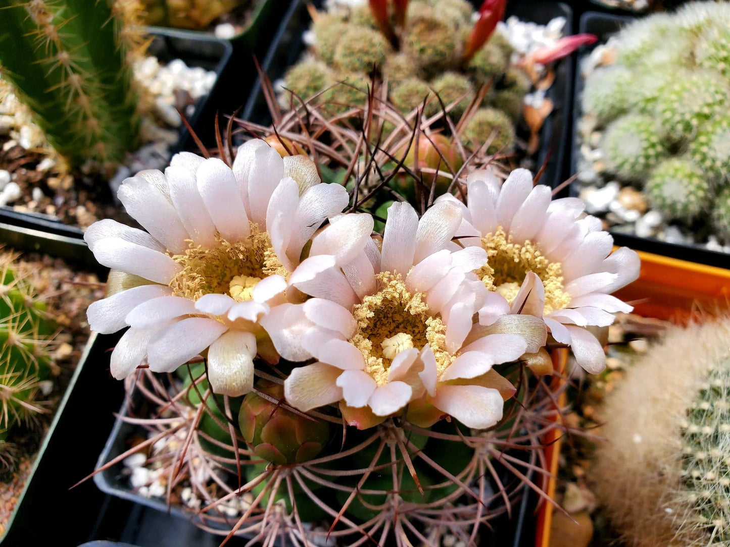 Gymnocalycium saglionis (20 seeds)