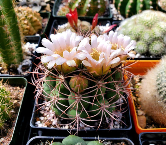 Gymnocalycium saglionis (20 seeds)