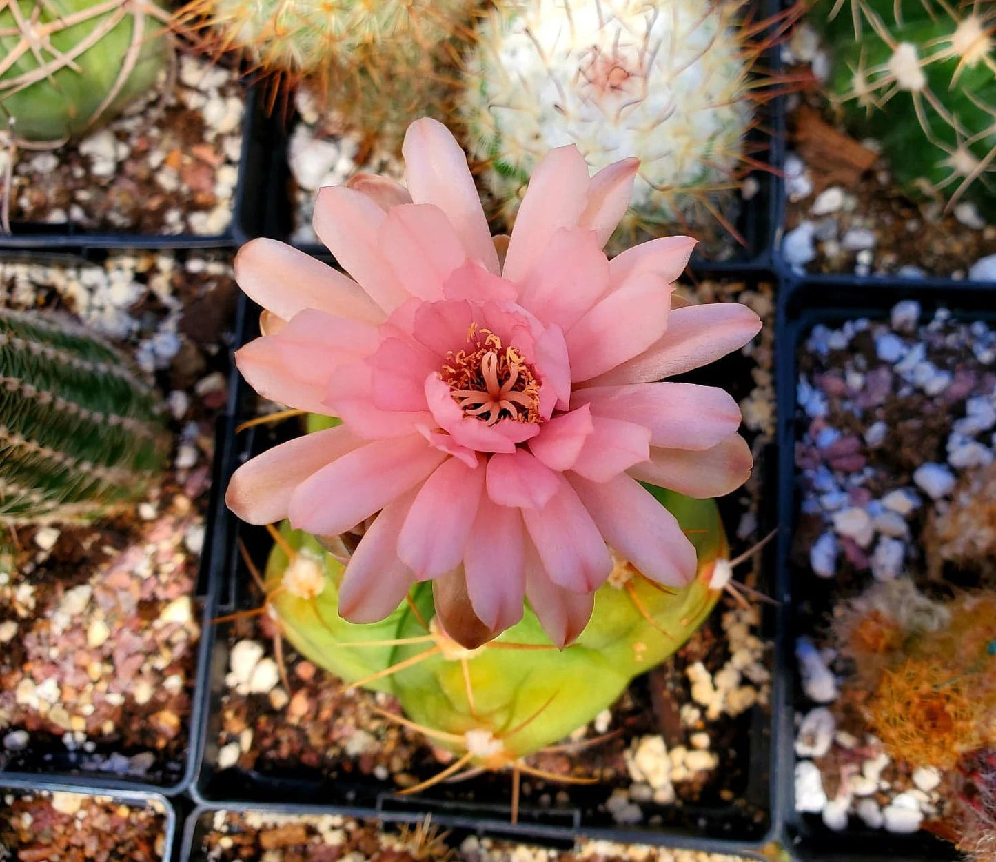 Gymnocalycium horstii (15 seeds)