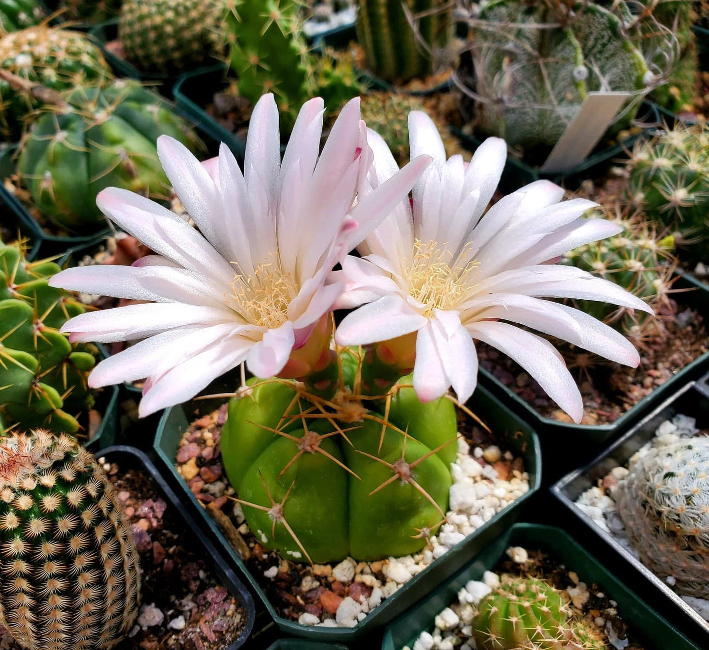 Gymnocalycium horstii (15 seeds)