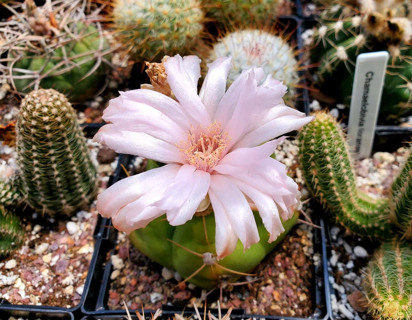 Gymnocalycium horstii (15 seeds)