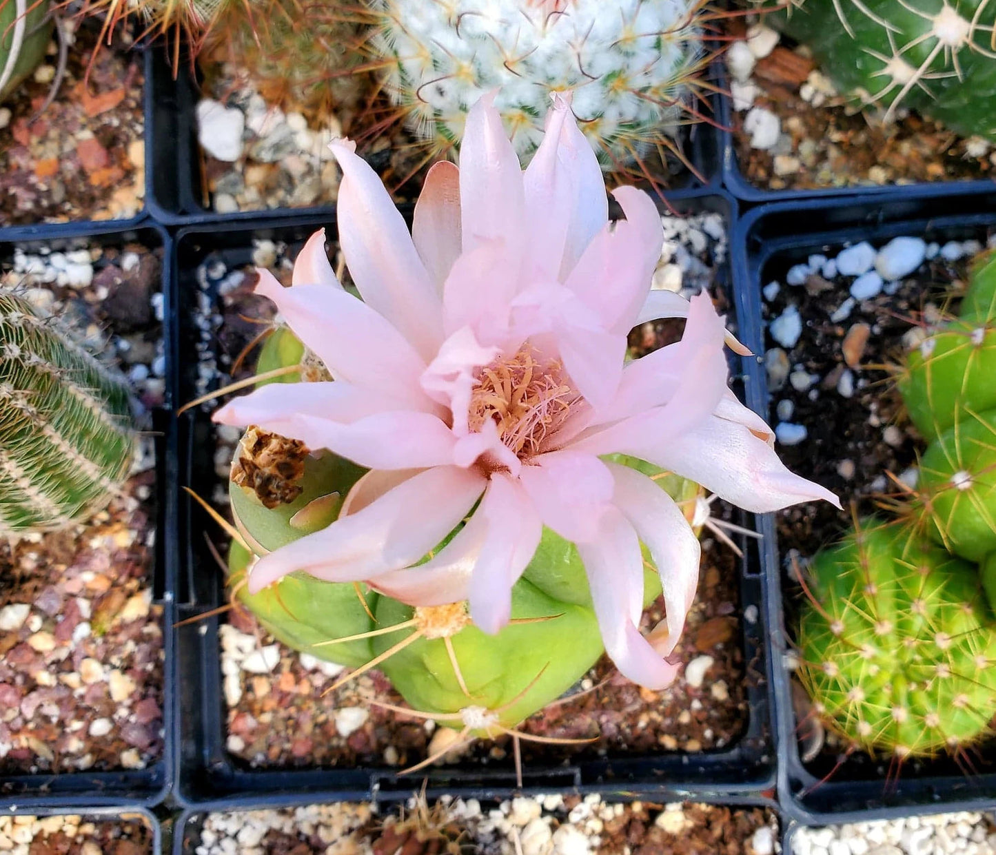 Gymnocalycium horstii (15 seeds)