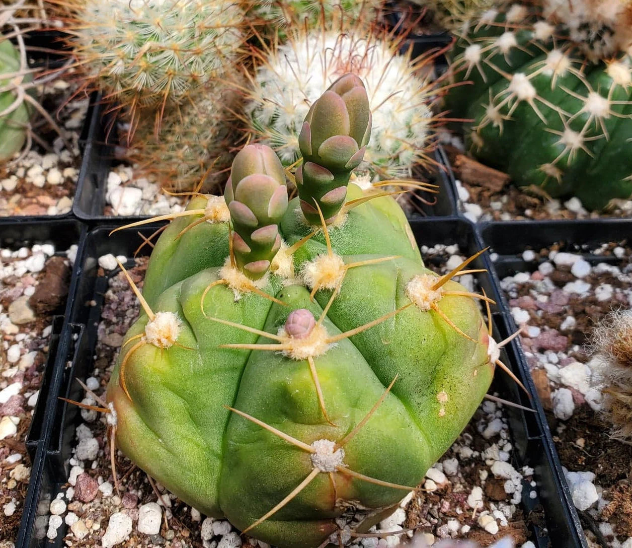 Gymnocalycium horstii (15 seeds)