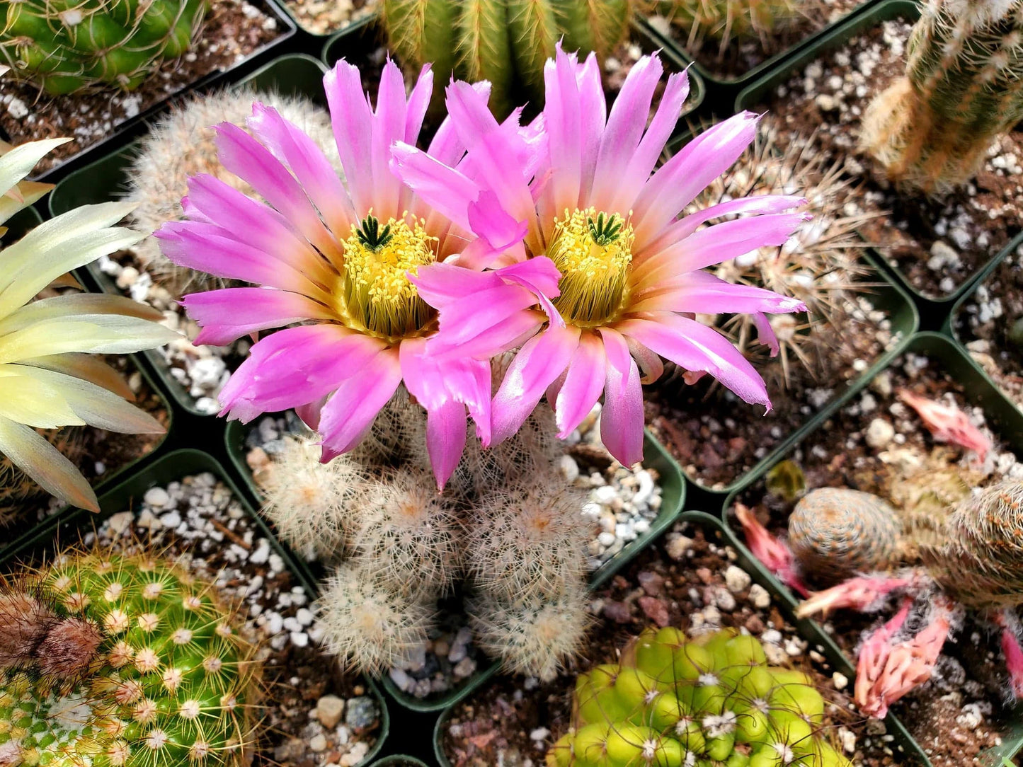 Echinocereus reichenbachii var. albispinus (15 seeds)