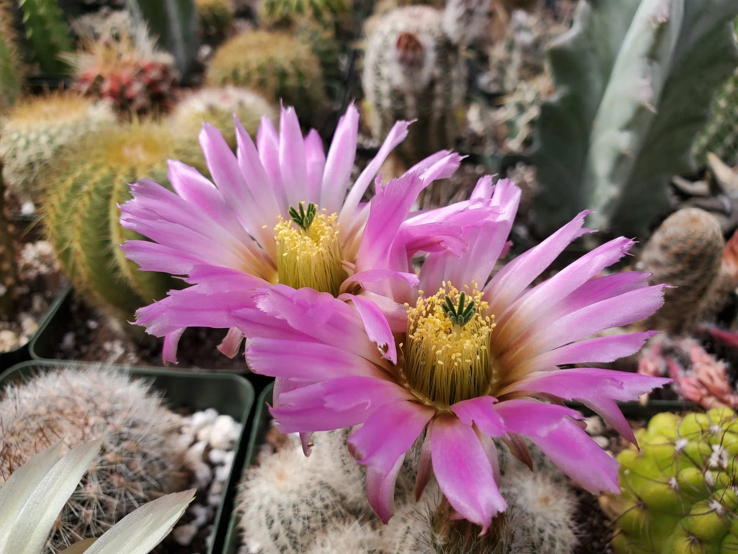 Echinocereus reichenbachii var. albispinus (15 seeds)