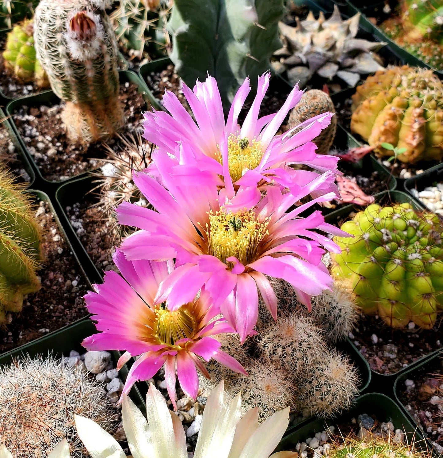 Echinocereus reichenbachii var. albispinus (15 seeds)