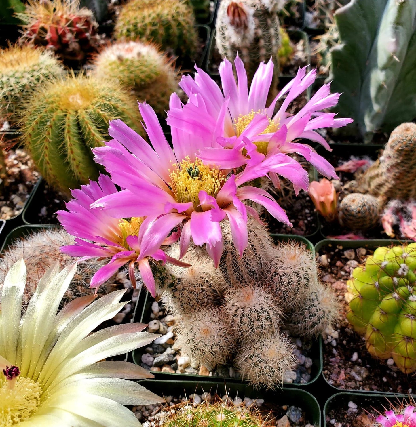 Echinocereus reichenbachii var. albispinus (15 seeds)