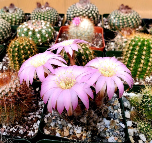 Echinopsis backebergii subs. wrightiana | Lobivia winteriana | Echinopsis winteriana (15 seeds)